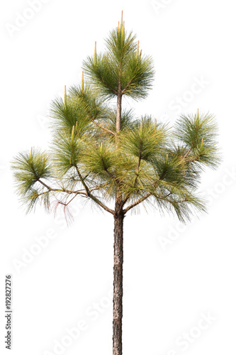 pine tree isolated on white background © nuruddean