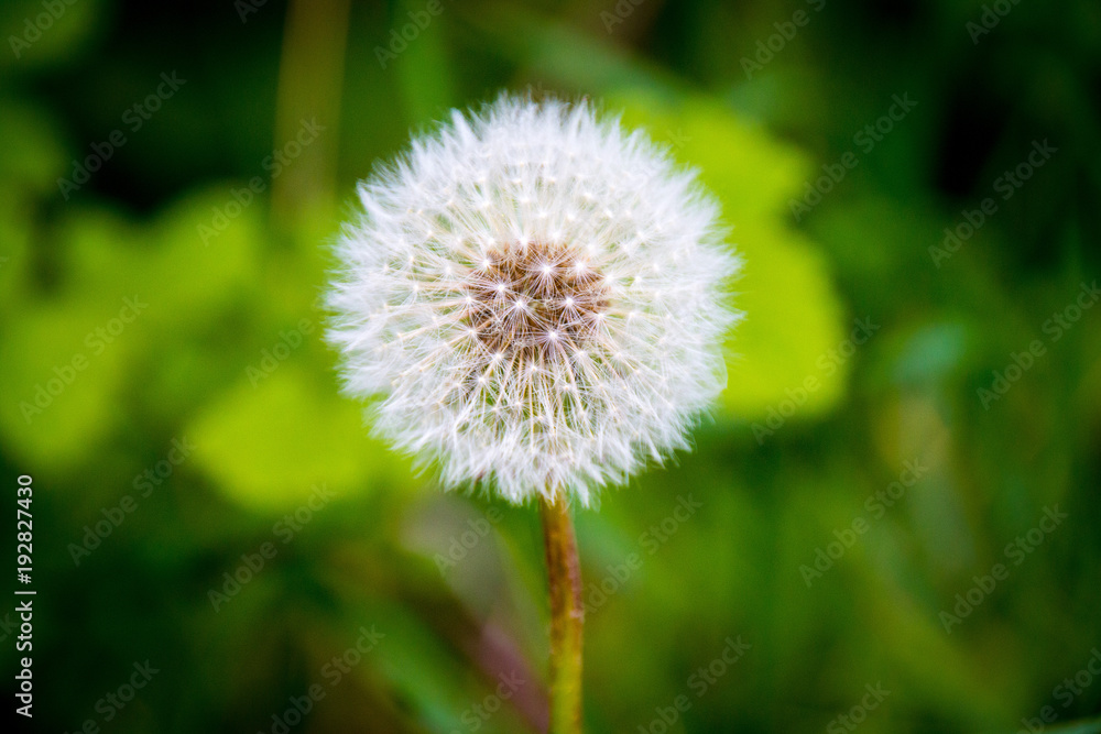 Pusteblume