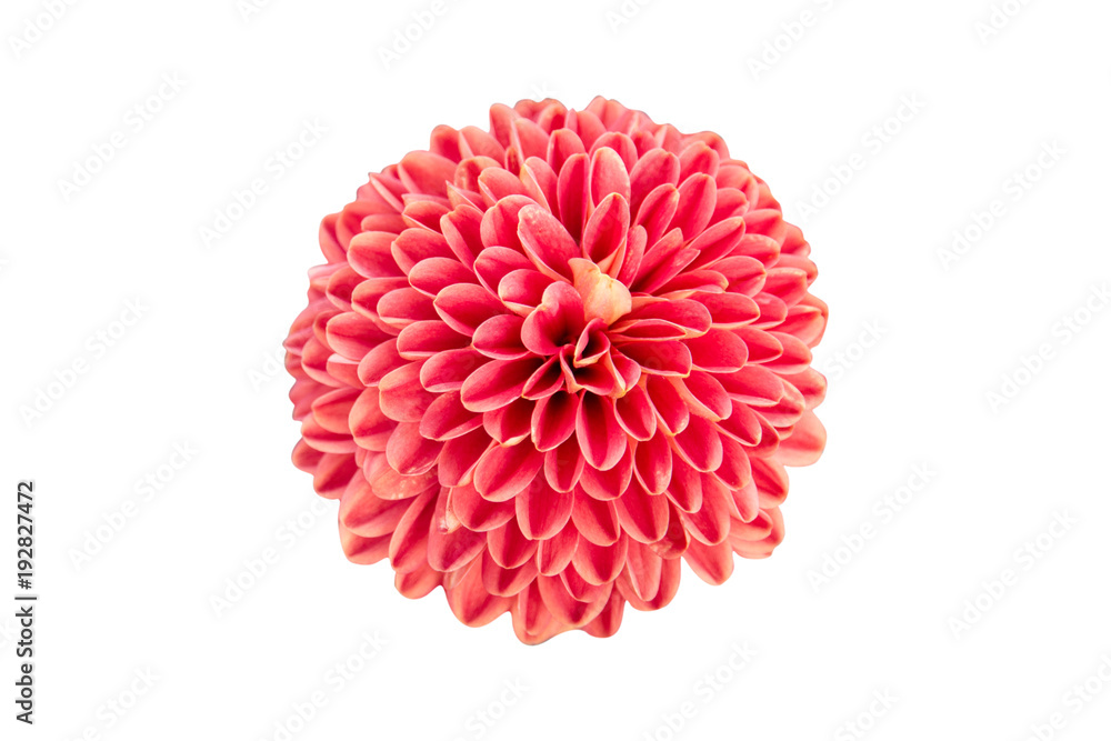 red chrysanthemum flower isolated on white background - clipping paths red chrysanthemum flower isolated on white background - clipping paths