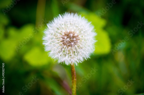 Pusteblume