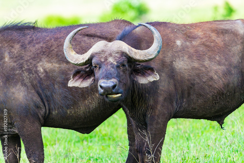 Buffalo at Ngorongro Crater conservation area. Tanzania.