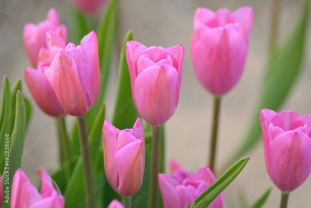 Macro background texture of colorful Tulip flowers in garden