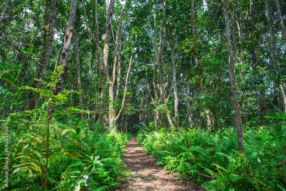Jozani forest. Zanzibar, Tanzania. Jozani forest. Zanzibar, Tanzania.