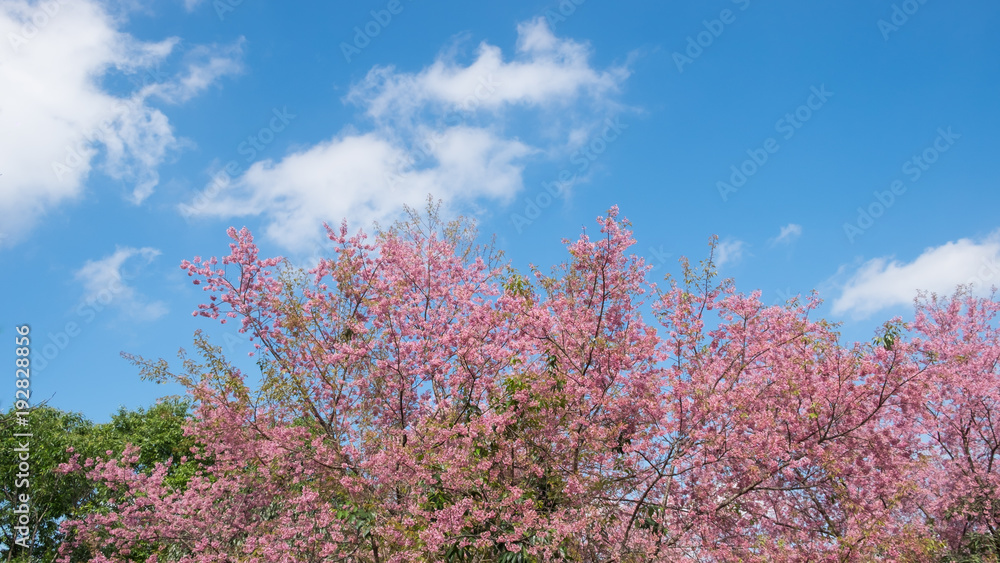 Wild Himalayan Cherry blossoms and blue sky in Khunwang, Chiang Mai, Thailand.