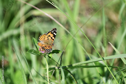 草原のタテハ蝶