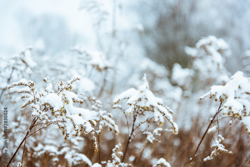 Winter background snowy bush with bokeh Winter background snowy bush with bokeh