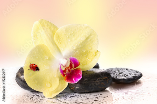 Fototapeta Naklejka Na Ścianę i Meble -  Yellow orchids and pebbles with ladybug.