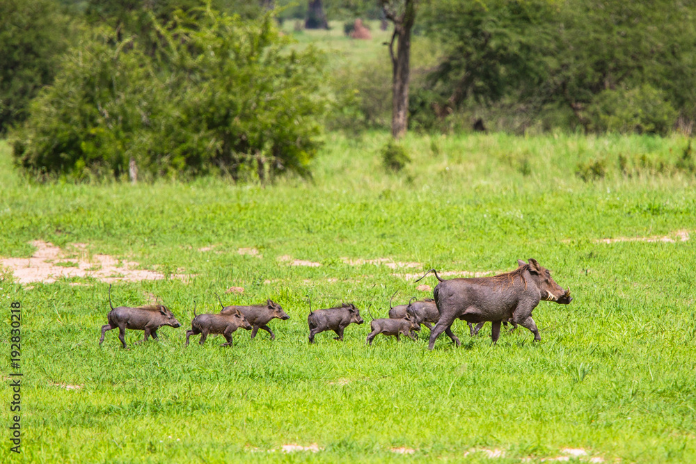 Fototapeta premium Warthogs in Tarangire National Park, Tanzania.
