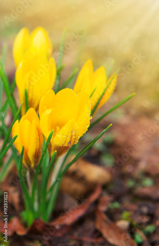 Yellow crocuses in spring garden.Easter card.