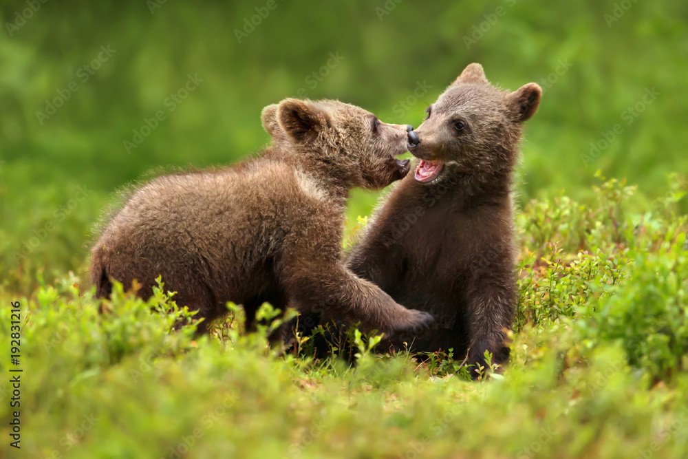Two brown bear cubs play fighting in the forest Two brown bear cubs play fighting in the forest