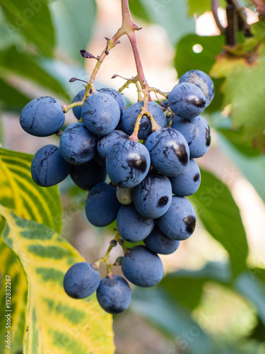 Delicious ripe grape bunch in vineyard in Slovakia