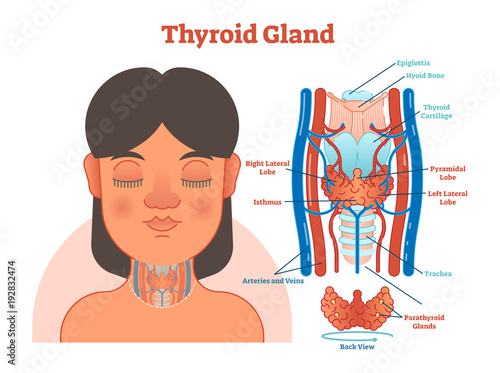 Thyroid Gland anatomical vector illustration diagram, educational medical scheme.