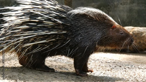 Porcupine with long needles walks around the aviary in the zoo photo