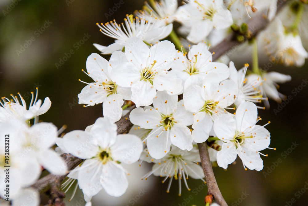 blühende weiße Apfelblüten in Nahaufnahme blühende weiße Apfelblüten in Nahaufnahme