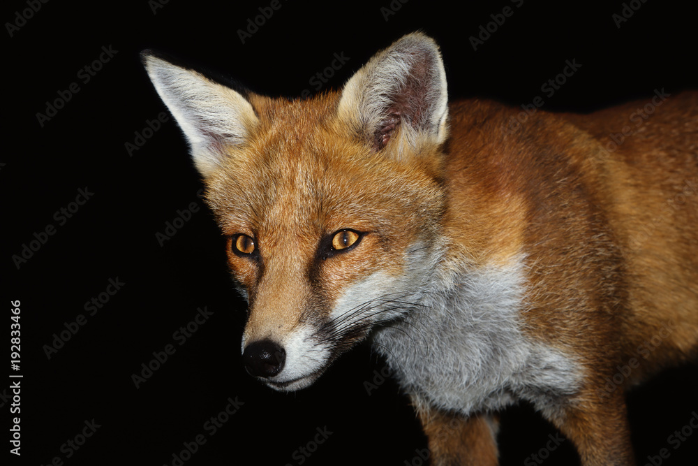 Fototapeta premium Close up of a Red fox against black background