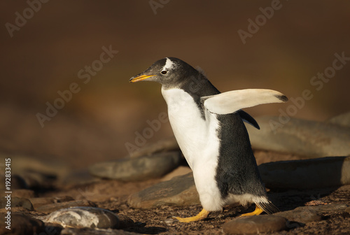 Gentoo penguin walking on a rocky coast