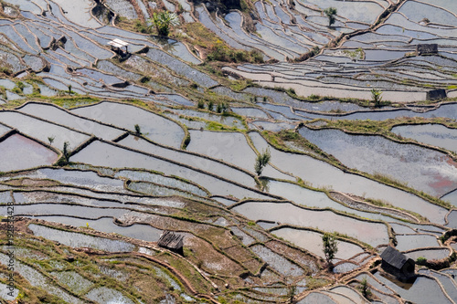 Wallpaper Mural Paddy fields, Rice terraces. In Yunnan province China Torontodigital.ca