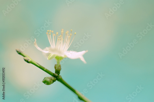 Apple tree branch with a flower. © Elena
