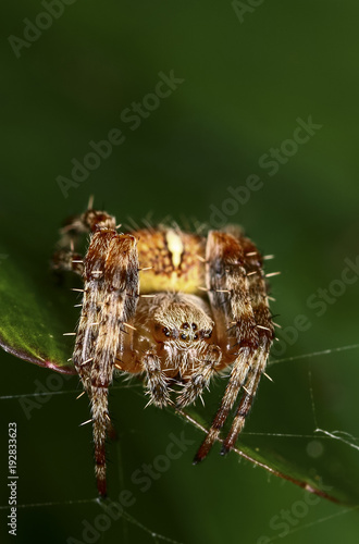 Close up of a garden spider in it's web