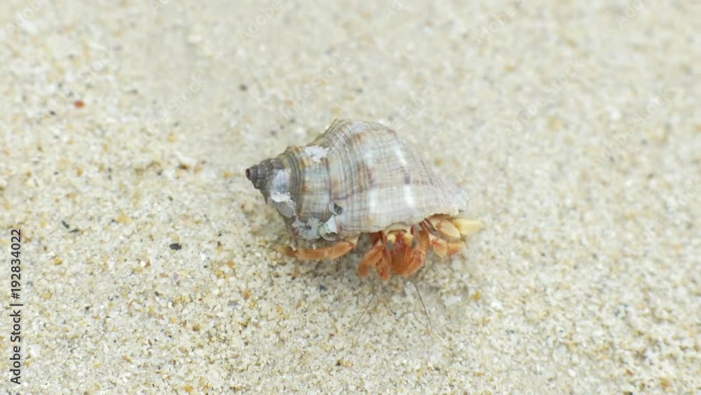 Hermit crab crawling by the sand at tropical ocean beach Hermit crab crawling by the sand at tropical ocean beach