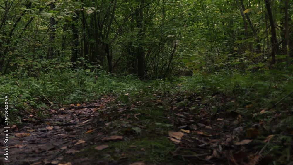 Near Moscow forest_3