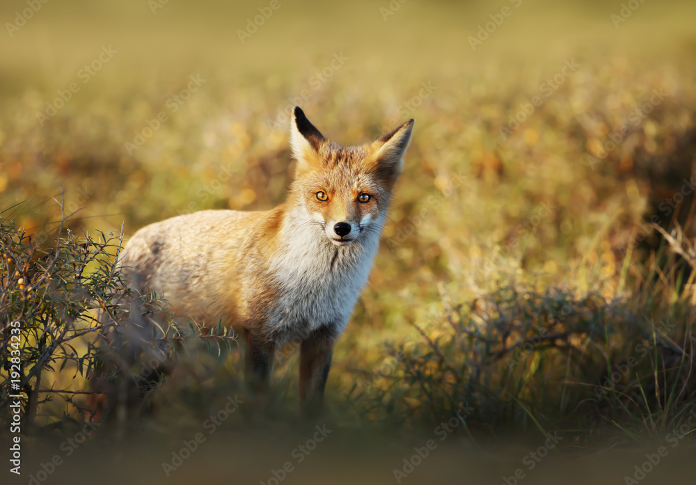 Close up of a young Red fox Close up of a young Red fox