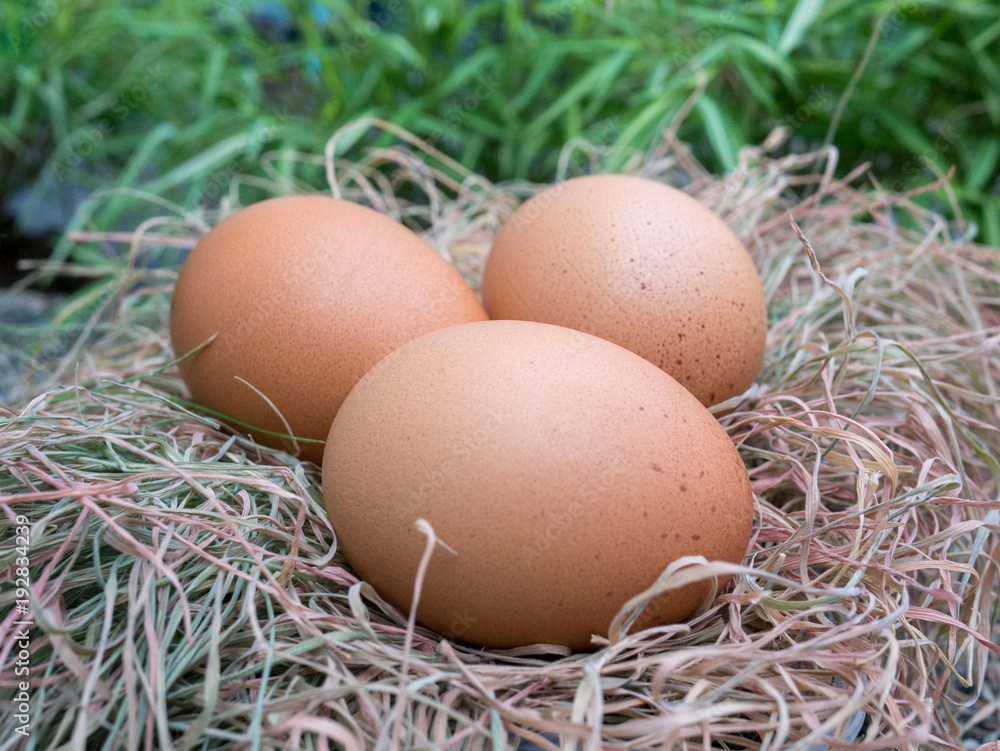 eggs in nest eggs in nest