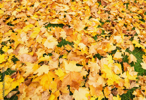 Fallen yellow maple leaves on the ground in autumn