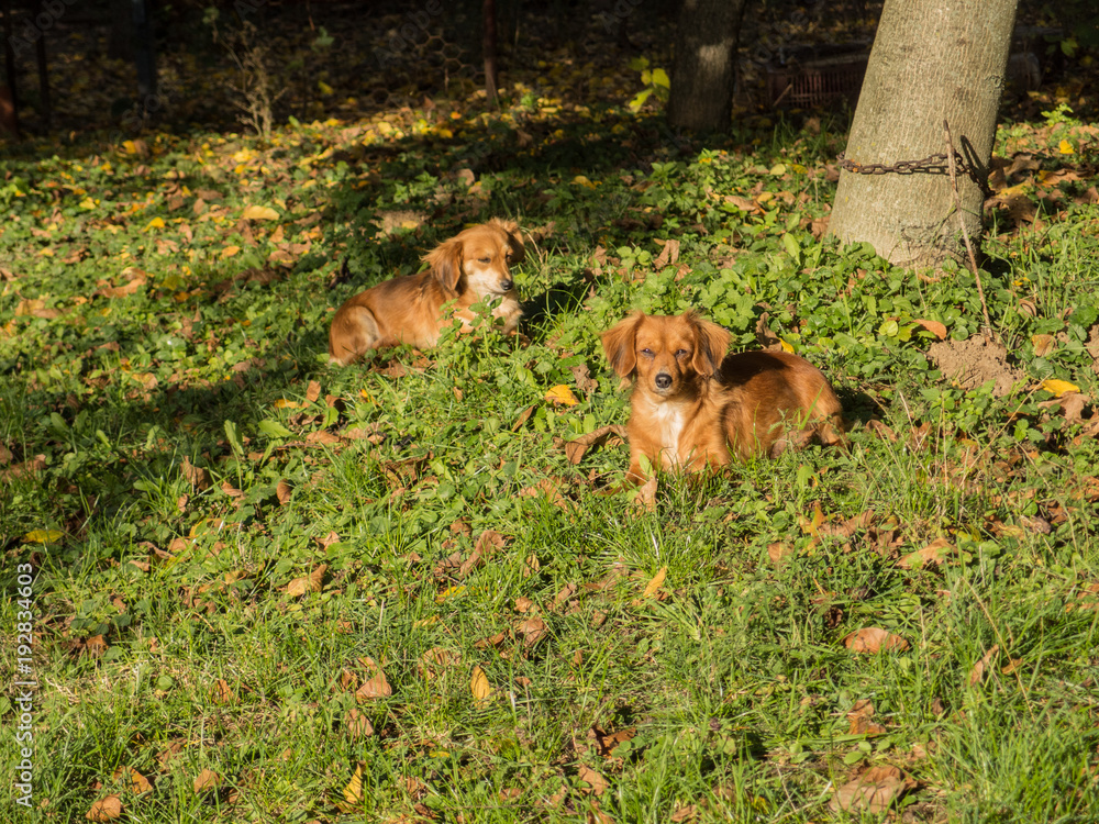 Fototapeta premium Beautiful small cute brown dog landscape