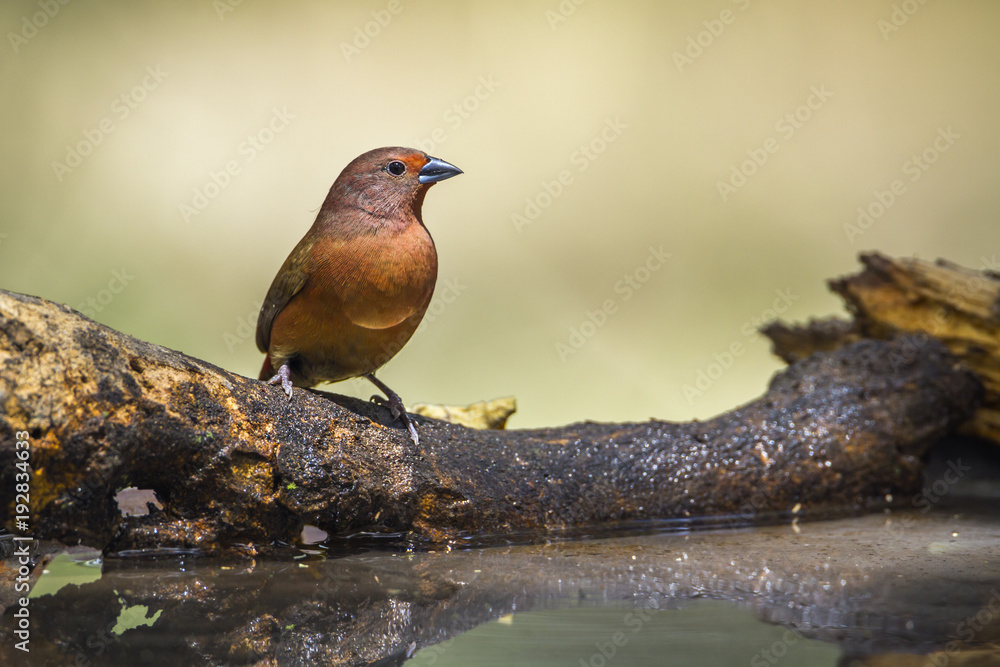 Jameson's Firefinch in Mapungubwe National park, South Africa Jameson's Firefinch in Mapungubwe National park, South Africa