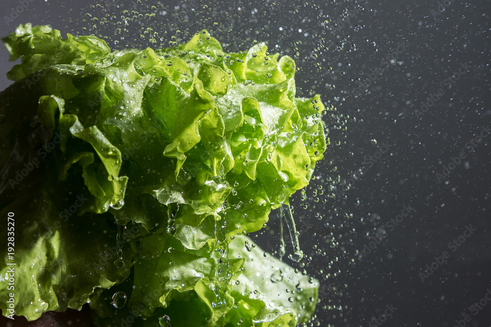Lettuce salad and water drops. - obrazy, fototapety, plakaty 