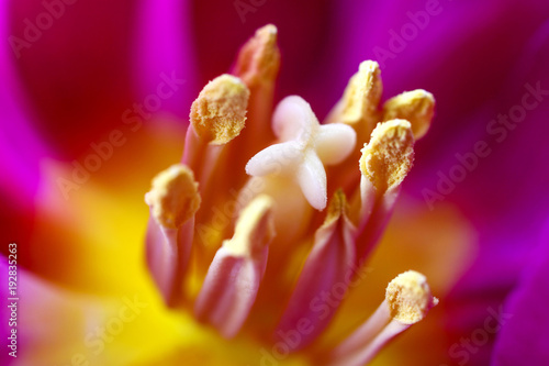 Macro view of the centre of a tulip flower showing it's stamens