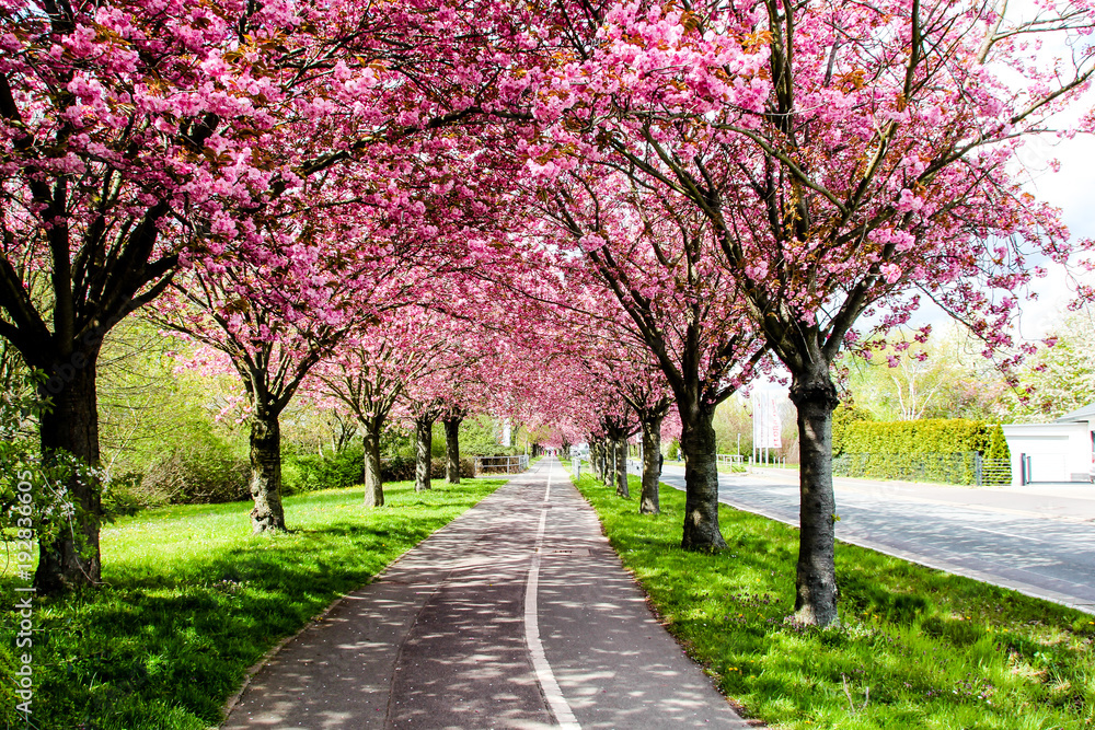 Kirschblüte Sakura Radweg Kirschblüte Sakura Radweg