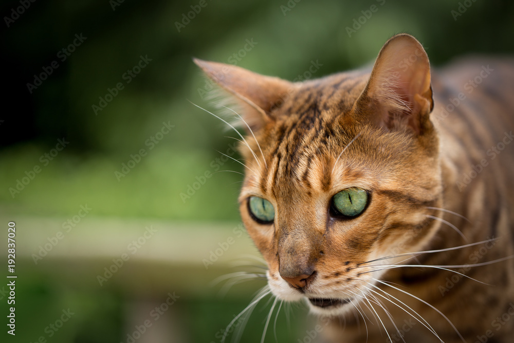 Bengal Cat with mouth open and complete look of surprise and shock Bengal Cat with mouth open and complete look of surprise and shock