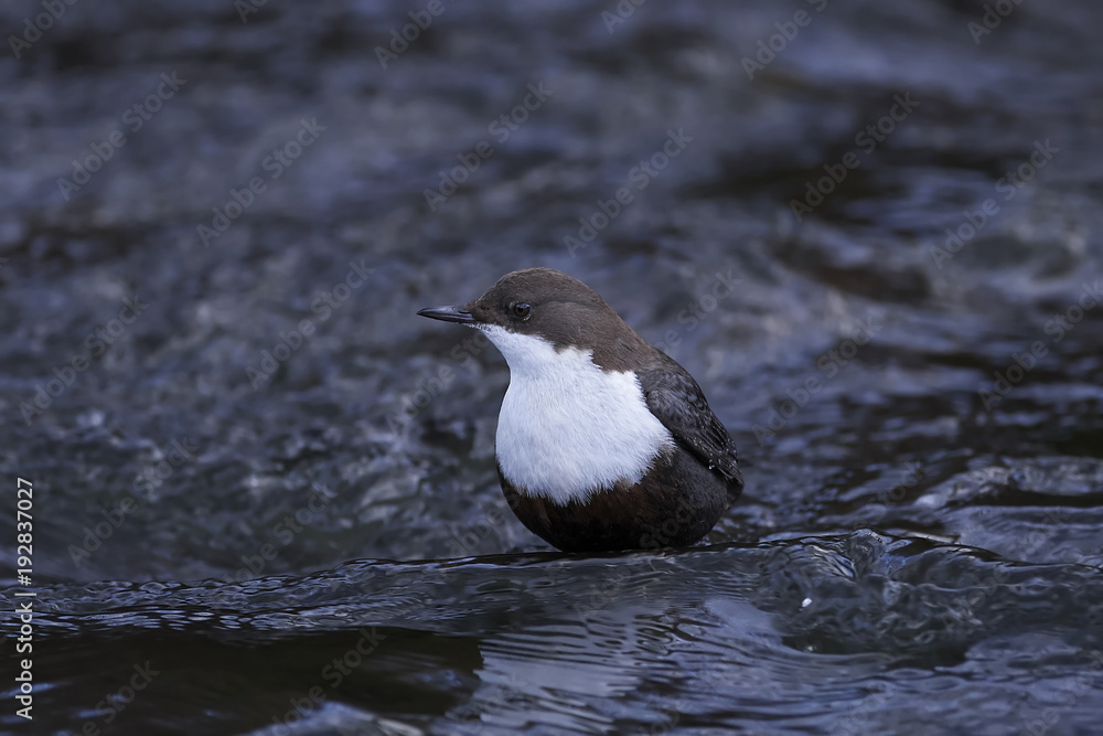 White-throated dipper (Cinclus cinclus) White-throated dipper (Cinclus cinclus)