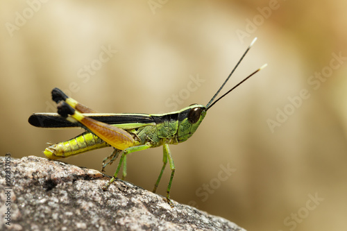 Image of sugarcane white-tipped locust (Ceracris fasciata) on a rock. Insect. Animal. Caelifera., Acrididae