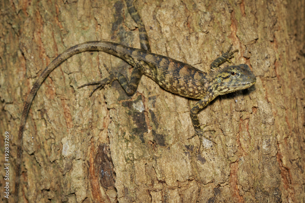 Fototapeta premium Image of brown chameleon on tree. Reptile. Animal.