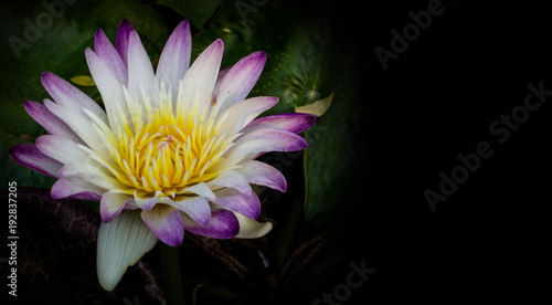 Pink lotus blossoms and black Space