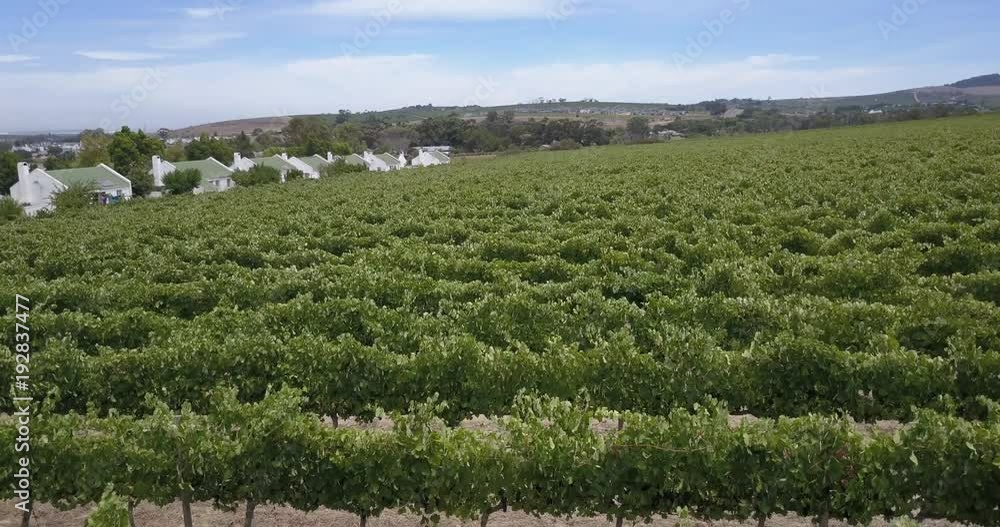 4K summer day aerial video view of Western Cape's Stellenbosch wine estates area, Neethlingshof's ancient cedar-lined driveway lane, grape plantations in the background near Cape Town, South Africa 4K summer day aerial video view of Western Cape's Stellenbosch wine estates area, Neethlingshof's ancient cedar-lined driveway lane, grape plantations in the background near Cape Town, South Africa