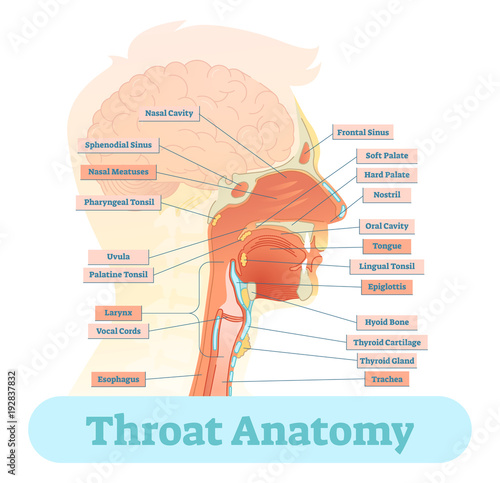 Throat anatomy vector illustration diagram.