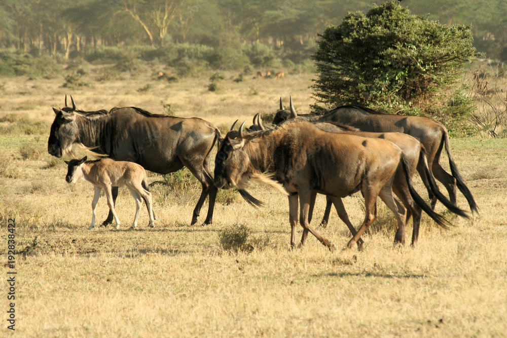 A view of some Wildebeests in Kenya A view of some Wildebeests in Kenya