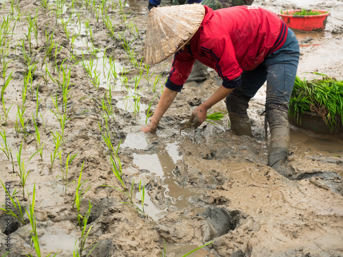 Adult’s Vietnamese woman’s in traditional dress and a conical hat in the mud to prepare plantation planting rice