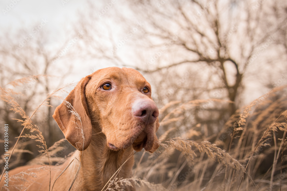 Head of hungarian pointer dog in winter field Head of hungarian pointer dog in winter field