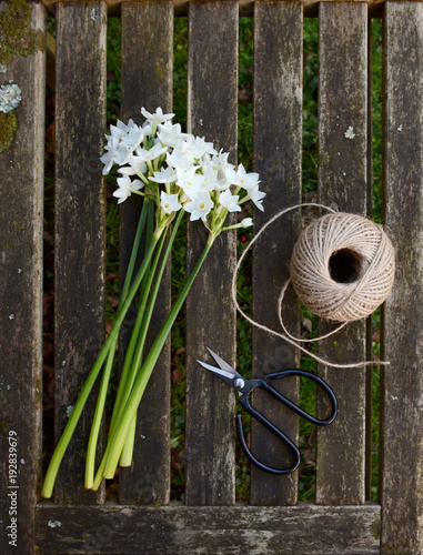Fototapeta Naklejka Na Ścianę i Meble -  Narcissi stems on wooden bench with twine and scissors