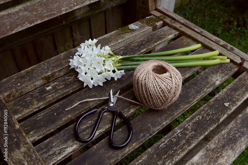 Fototapeta Naklejka Na Ścianę i Meble -  Flower scissors cutting twine, next to a bunch of narcissi