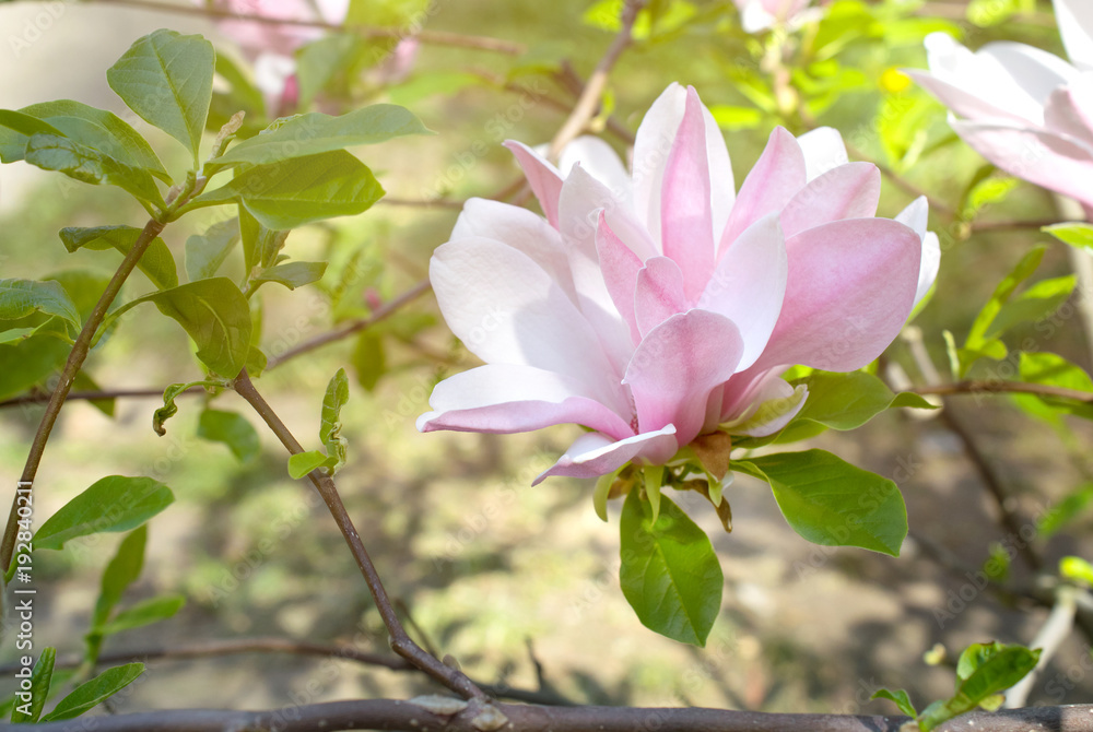 Background with blooming pink magnolia flowers Background with blooming pink magnolia flowers