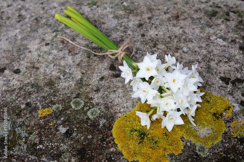 Fototapeta Naklejka Na Ścianę i Meble -  Narcissi tied with twine, lying on a stone bench