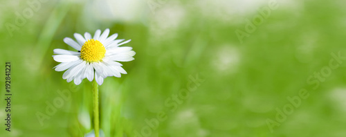 Gänseblümchen