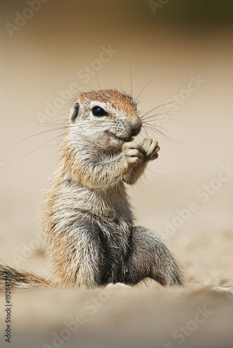 Cape Ground Squirrel, Xerus inauris, Kgalagadi Transfrontier Park, Kalahari desert, South Africa © peterfodor