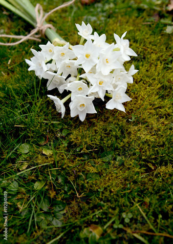 Fototapeta Naklejka Na Ścianę i Meble -  White narcissus flowers, tied with twine